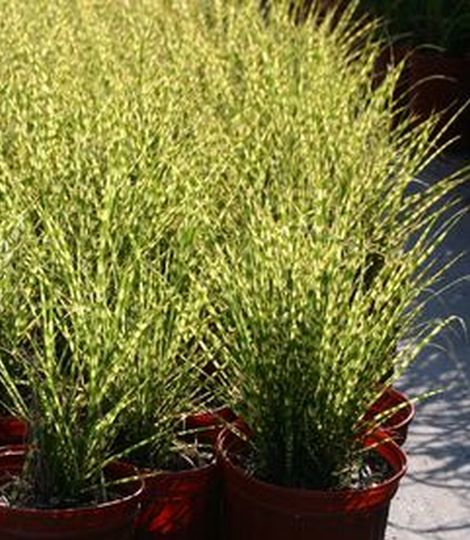Miscanthus sinensis 'Gold Bar' 